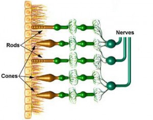 Akies tinklainėje randame pagaliukus (angl. rods) ir kolbutes (angl. cones)