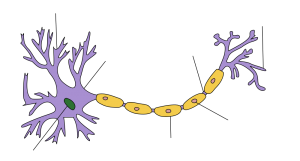 Neurono sandaros schema.