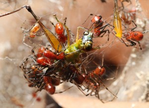 Socilinių vorų Anelosimus "banda" kooperuojasi tam, kad pagauti stambų žiogą. 