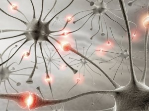 Neuronai vienas su kitu yra sudarę daugybę ryšių per bendras sinapses.
