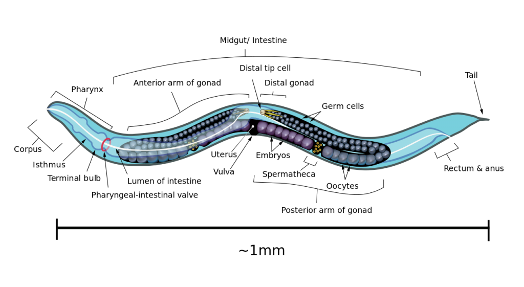 Apvalioji kirmelė Caenorhabditis elegans pasitarnavo krionikos labui.