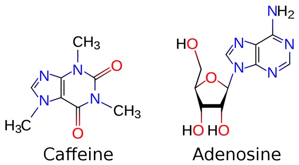 Kofeinas turi panašumų su adenozinu.