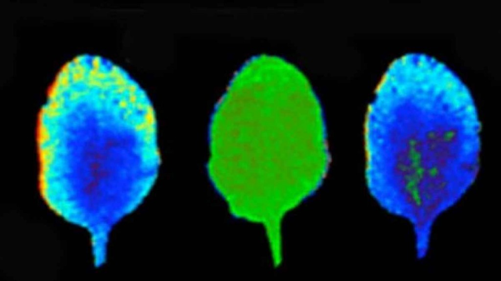 Apšviesdami augalą skirtingomis spalvomis, mokslininkai stebėjo augalo chlorofilo fluorescenciją, pagal ką galėjo spręsti apie augalo aktyvumą.