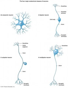 Pagal struktūrą yra keturi neuronų tipai.