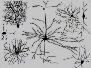 Skirtingų neuronų pavyzdžiai:  A. Purkinje neuronas B. Granule neuronas C. Motorinis neuronas D. Tripolarinis neuronas E. Pyramidalinis neuronas F. Chandelier neuronas G. Verpsto pavydalo neuronas H. žvaigždės tipo neuronas.
