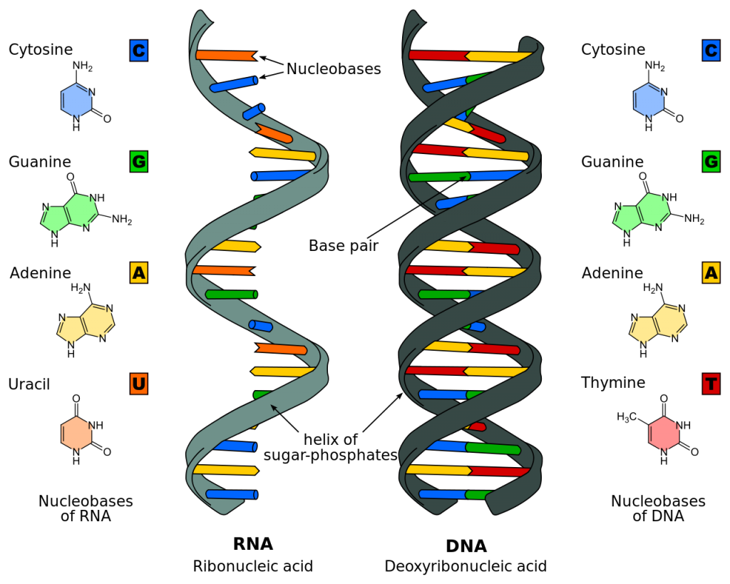 DNR ir RNR molekulės - gyvybės Žemėje pagrindas.