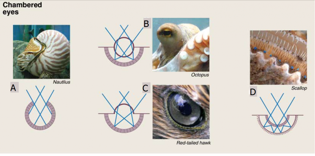 Keli tipai gamtoje sutinkamų gyvūnų akių.